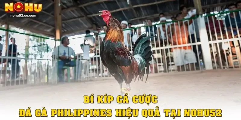 Bí kíp cá cược đá gà Philippines hiệu quả tại Nohu52