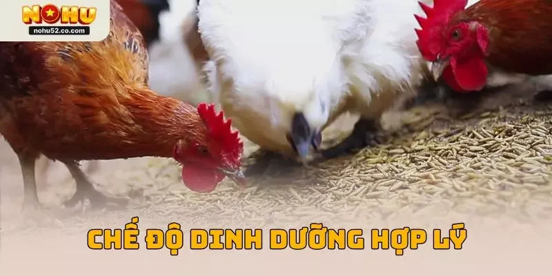 Bí quyết chăm sóc gà chọi với chế độ dinh dưỡng hợp lý