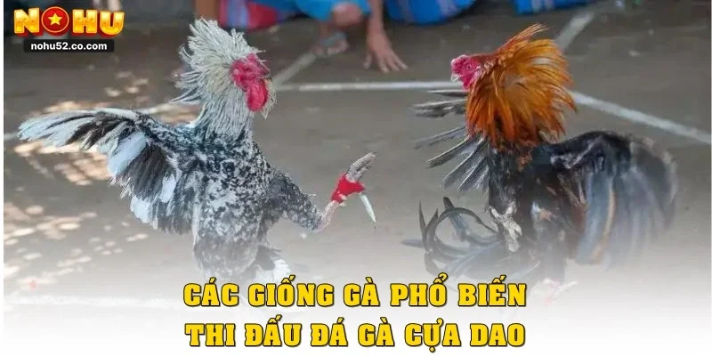 Các giống gà phổ biến thi đấu đá gà cựa dao