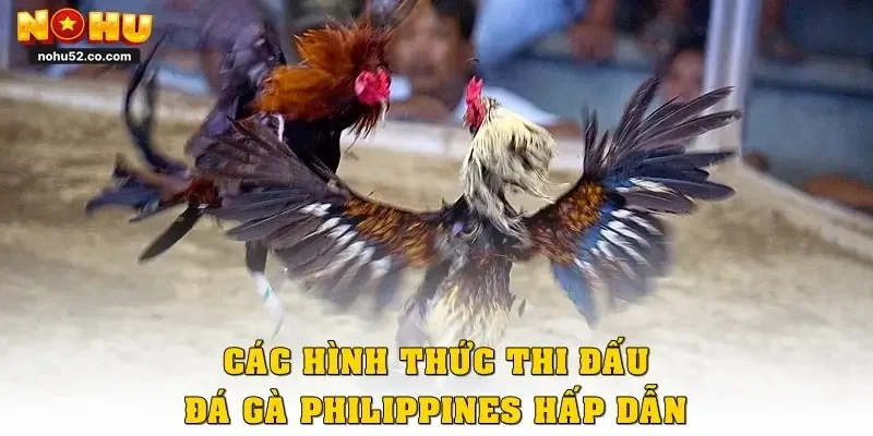 Các hình thức thi đấu đá gà Philippines hấp dẫn