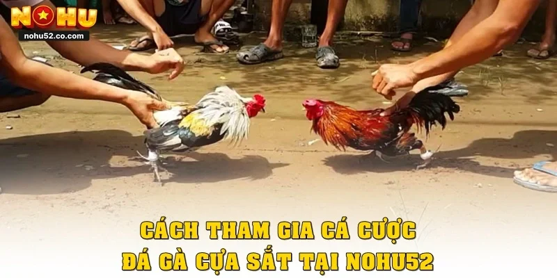 Cách tham gia cá cược đá gà cựa sắt tại Nohu52