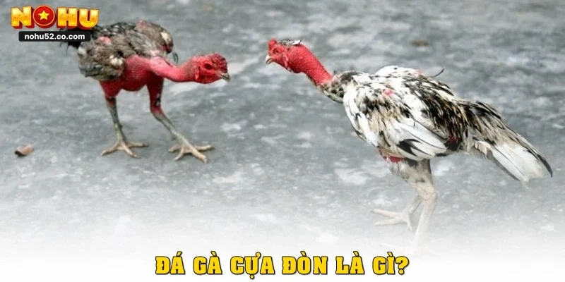 Đá gà cựa đòn là gì?