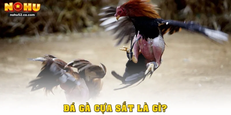 Đá gà cựa sắt là gì?