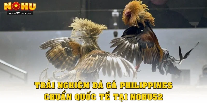Trải Nghiệm Đá Gà Philippines Chuẩn Quốc Tế Tại Nohu52