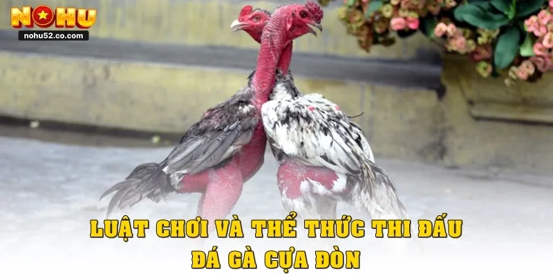 Luật chơi và thể thức thi đấu đá gà cựa đòn