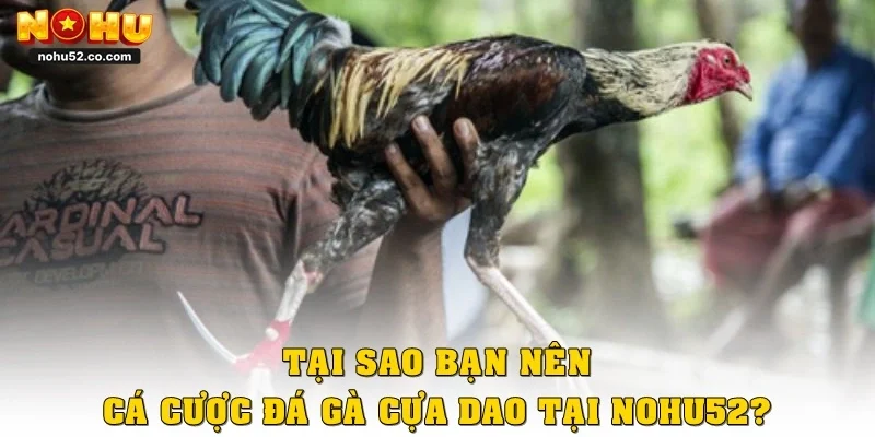 Tại sao bạn nên cá cược đá gà cựa dao tại Nohu52?
